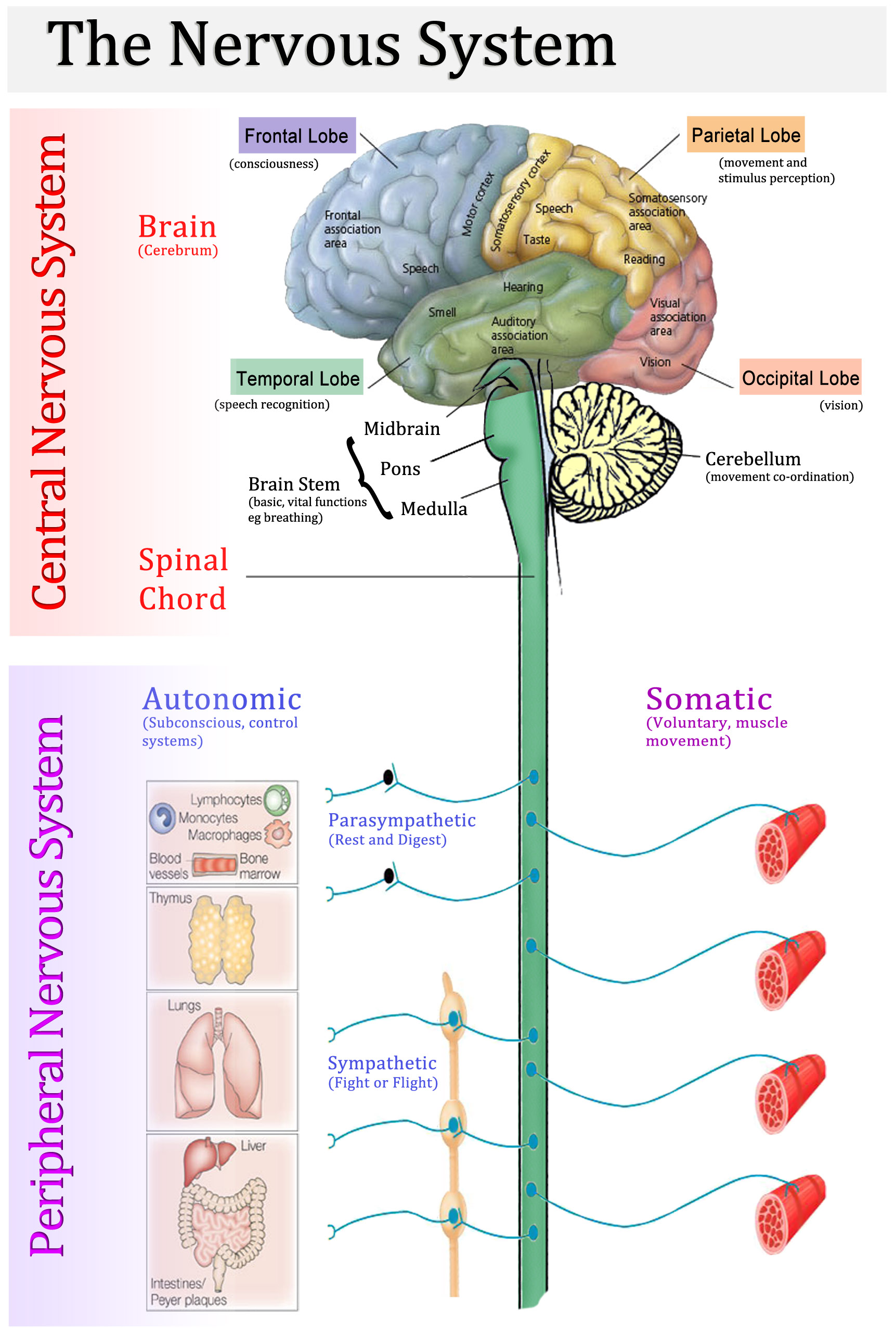 somatic nervous system location