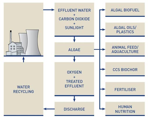 Algal biosequestration - AngloAmerican