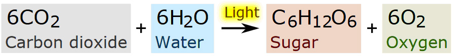 Photosynthesis - wiki